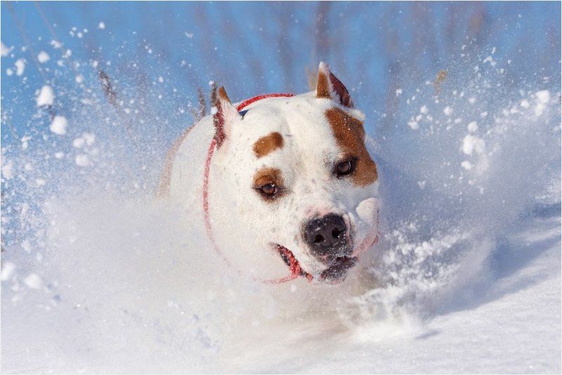 Собака Снегоходphoto preview
