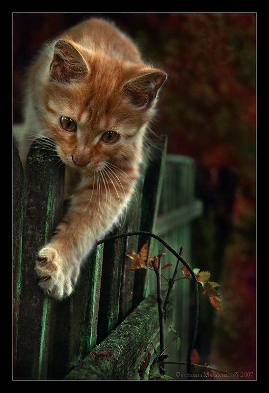 Матроскинphoto preview