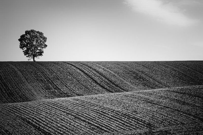 loneliness on the hillphoto preview