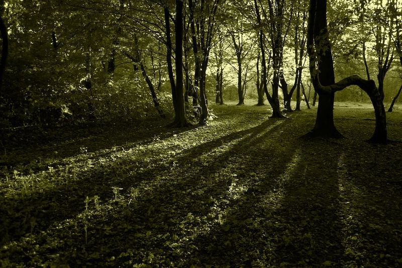 Когда я дремал в дремучем лесуphoto preview