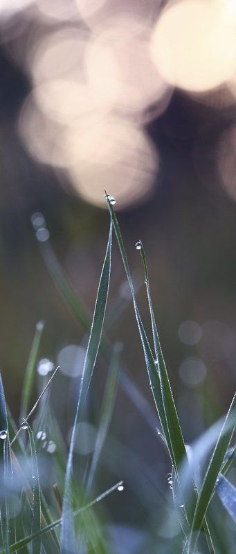 Розовое утроphoto preview