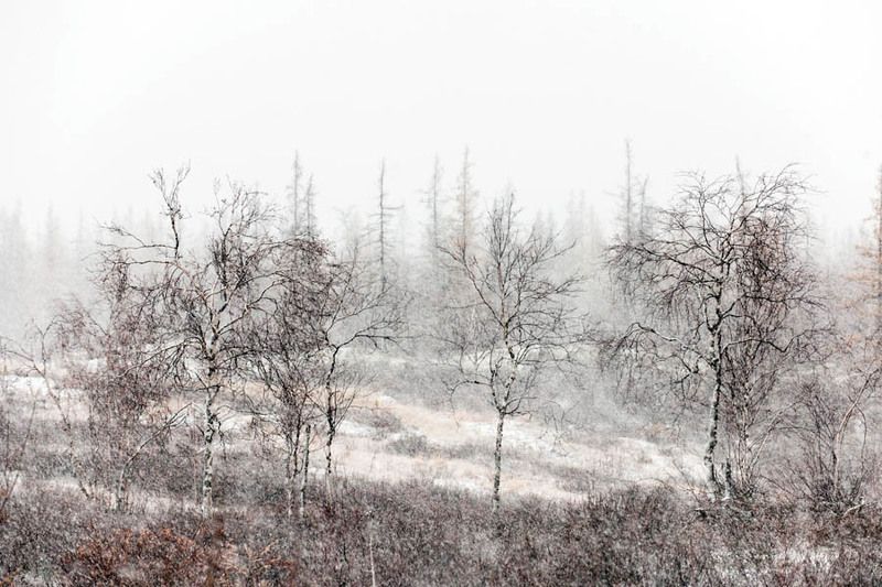 природа, север, осень, пейзаж, серия первооктябрьский снегphoto preview