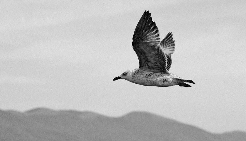 Чайкаphoto preview