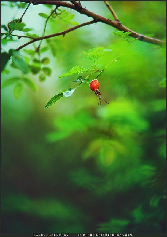 shelphur, осень, шиповник, розы Осенние запасыphoto preview