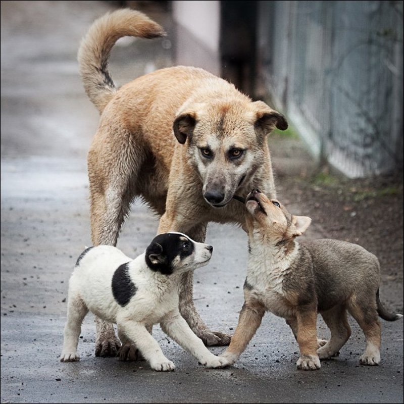 Ты здесь не пройдешь!photo preview