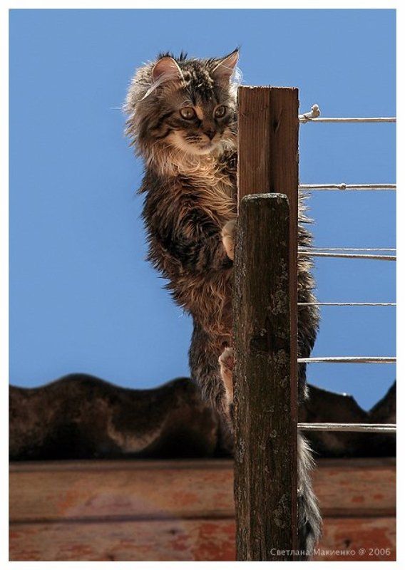 Дятелphoto preview