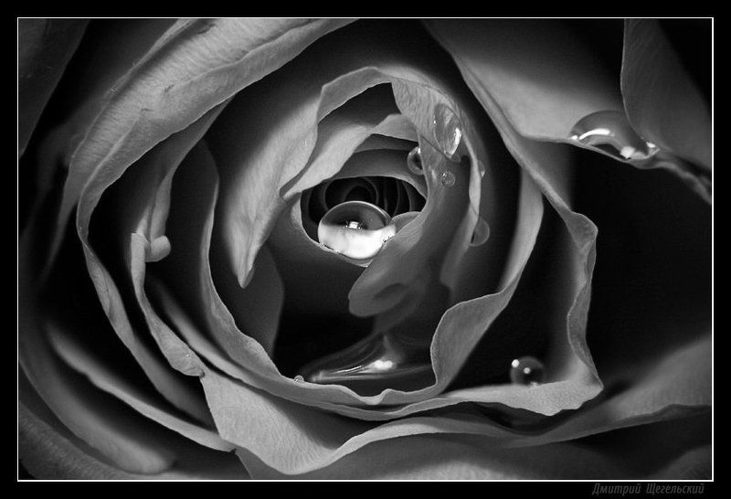 роза, капли, глибины, подсознание Глубины подсознанияphoto preview