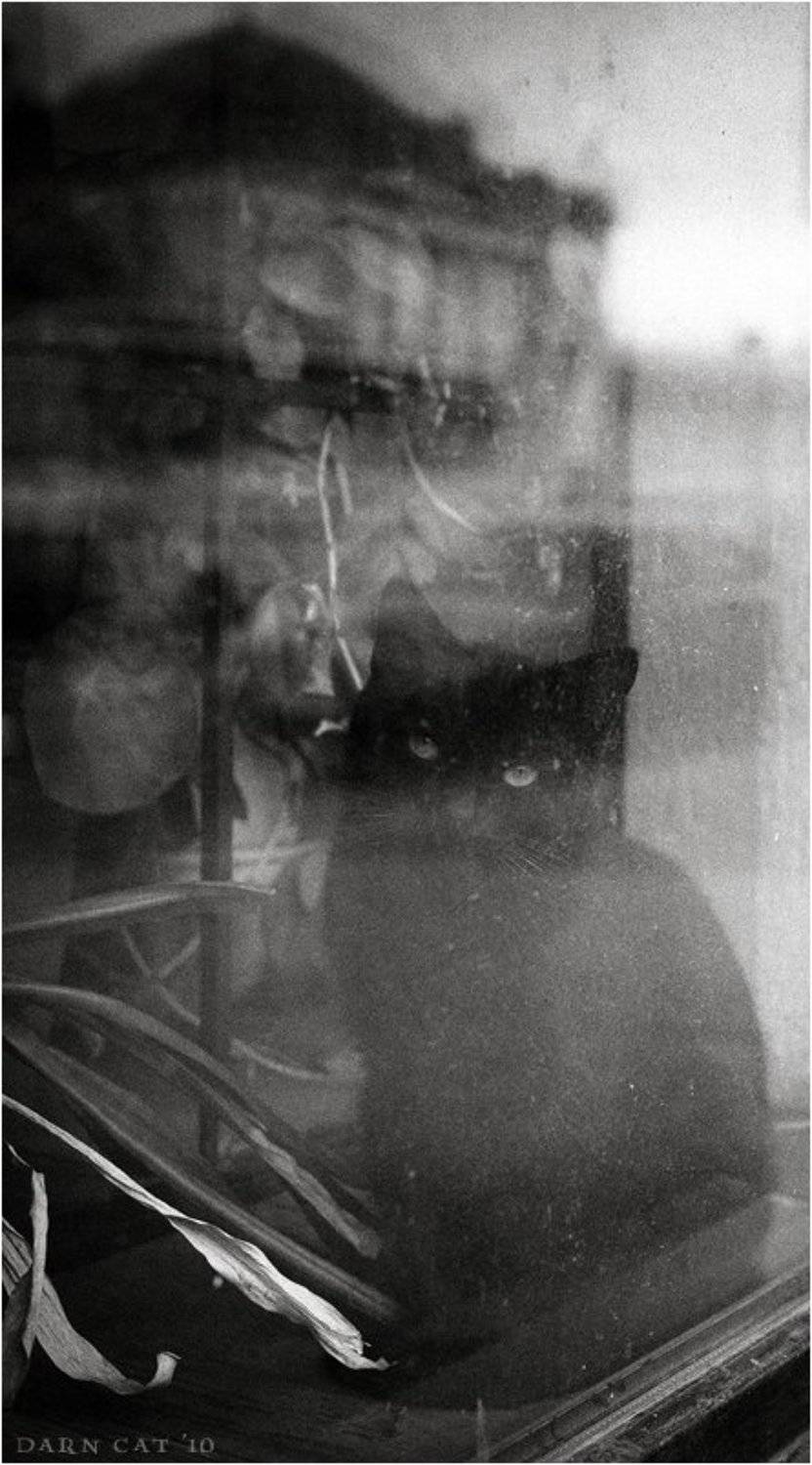 Питерское настроение. Автор: Darn Cat питерское, настроение, отражения, кот, манеж, Darn Cat