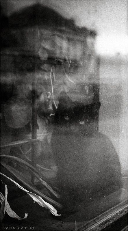 питерское, настроение, отражения, кот, манеж Питерское настроение фото превью