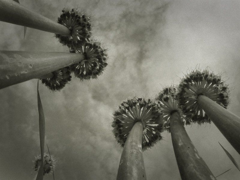 макро,пальмы пальмыphoto preview