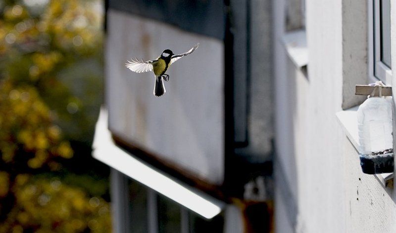 синица, орел Орел=)photo preview