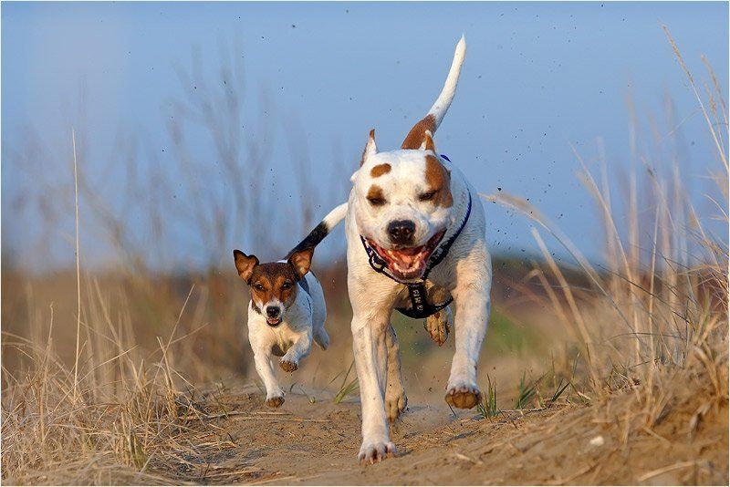 Собака Терьерыphoto preview