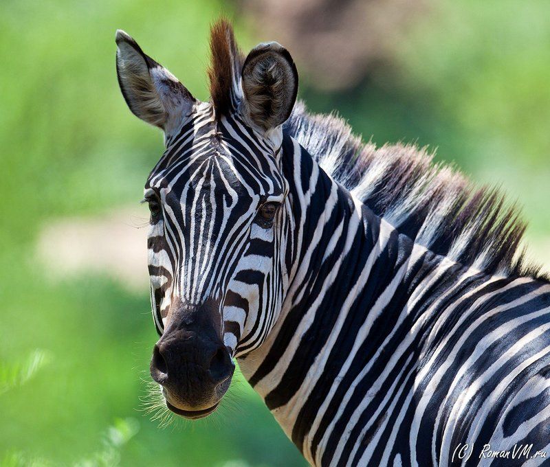 танзания, зебра бурчеллова Мисс Африка 2010. фото превью