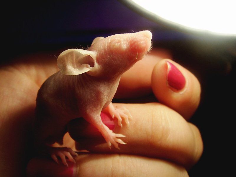 мышь, животные Мышкиphoto preview