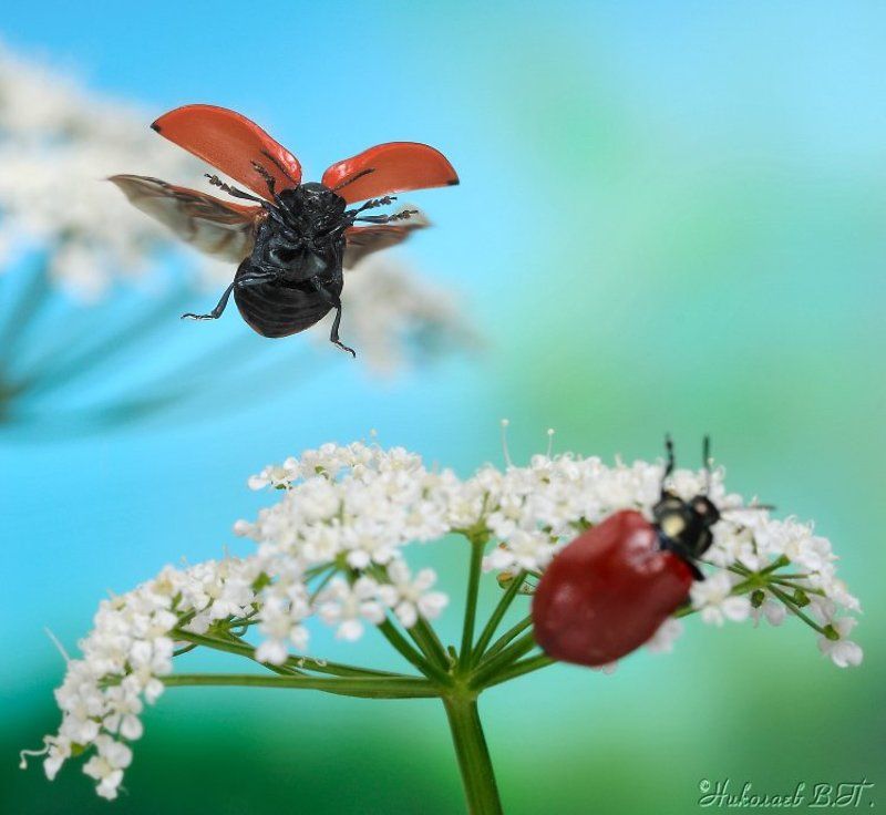листоед, полет, лето - Превед!photo preview