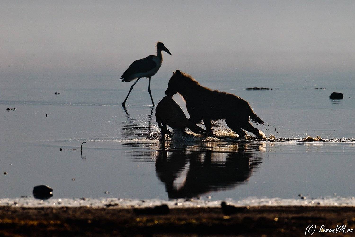 Подальше положишь, поближе возьмешь.. Автор: Роман Мурушкин кения, озеро накуру, гиена, антилопа, марабу, Роман Мурушкин