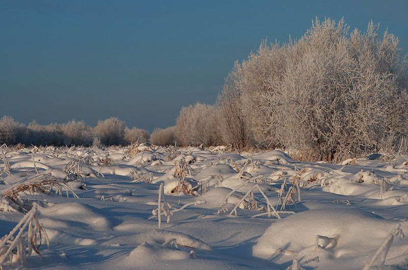Кочкарникphoto preview