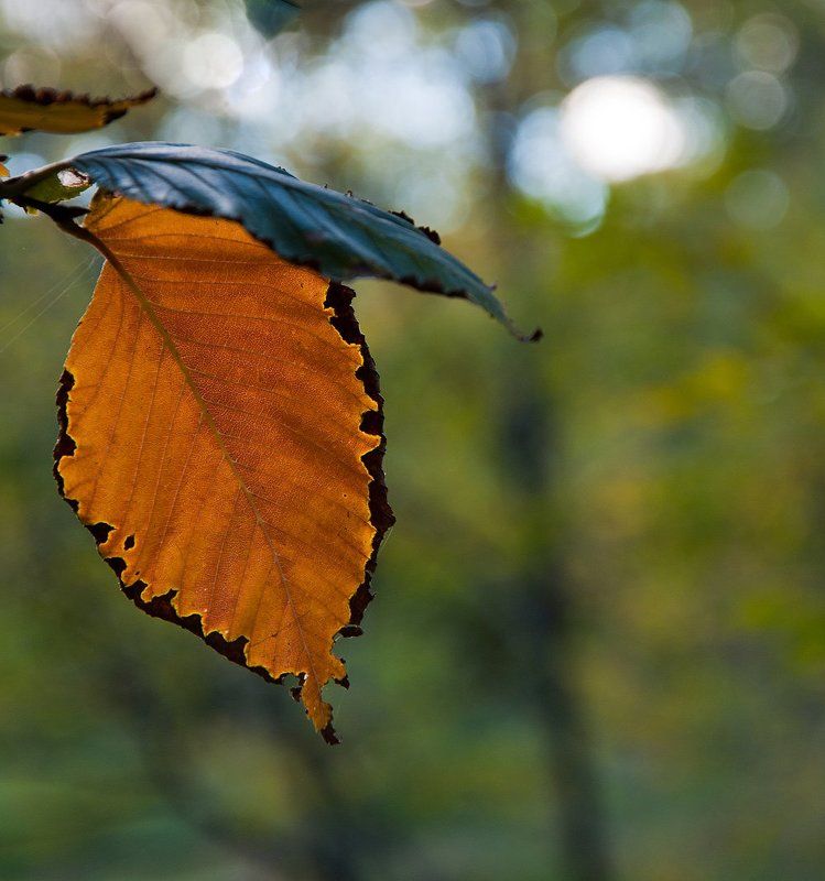 осень, листья, природа Контрасты осениphoto preview