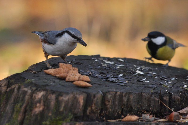 парк, осень, пень, белка, птицы, синица, поползень Какой чудесный пень-2photo preview
