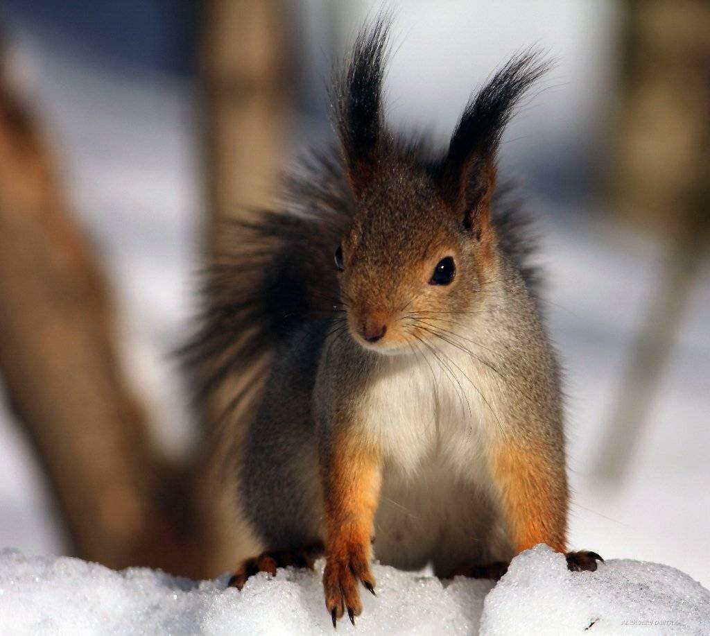 ДНЕВНОЙ ДОЗОР. Автор: Дмитрий Алексеев , Дмитрий Алексеев