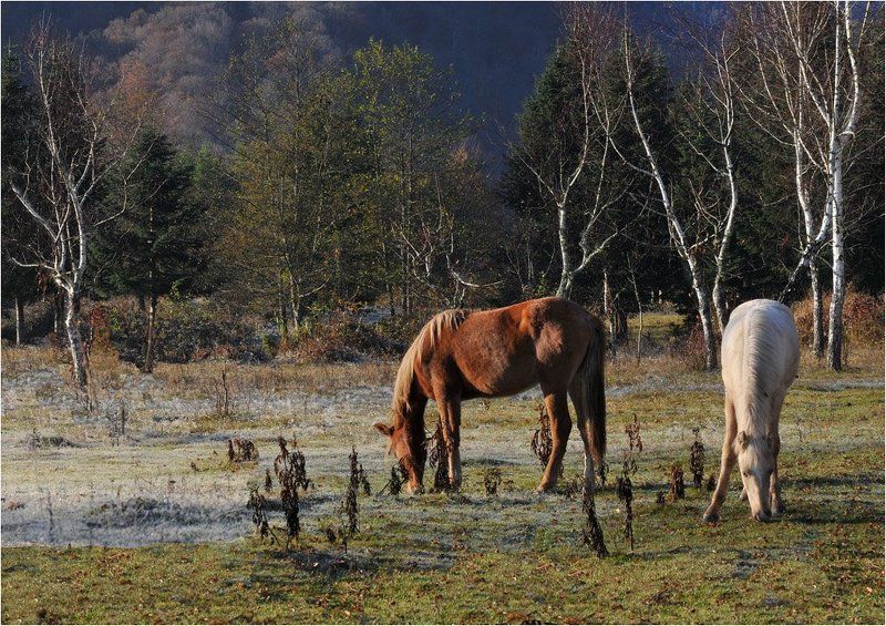 Осень в горахphoto preview