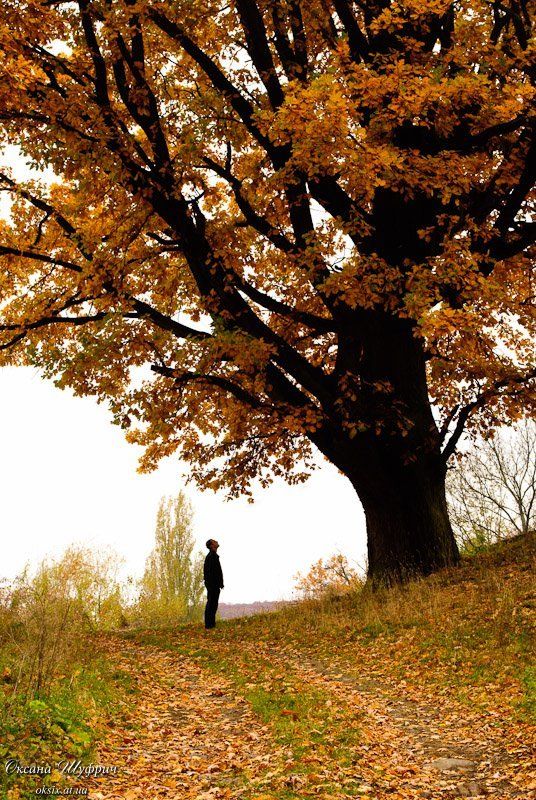 Solitudephoto preview