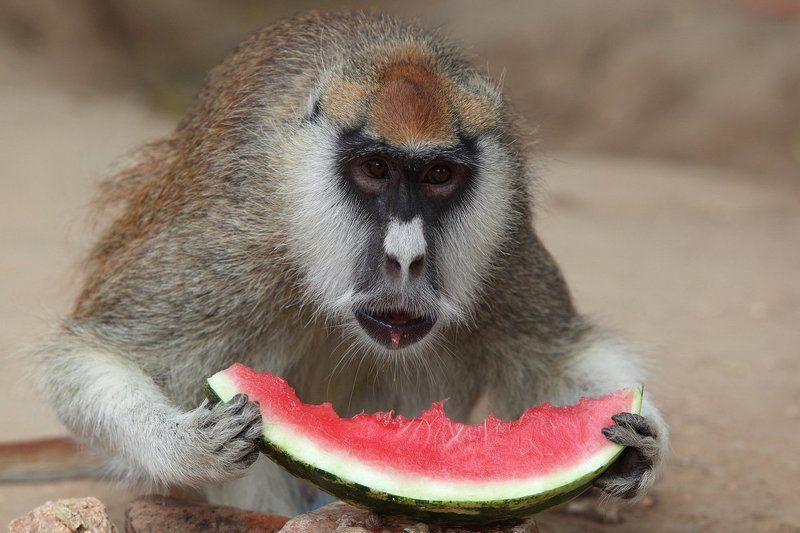мартышка, обезьяна, африка, судан, дарфур, арбуз Мартышка и арбузphoto preview