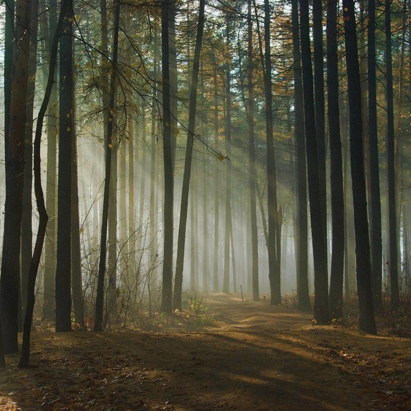 Утро, в парке ни душиphoto preview