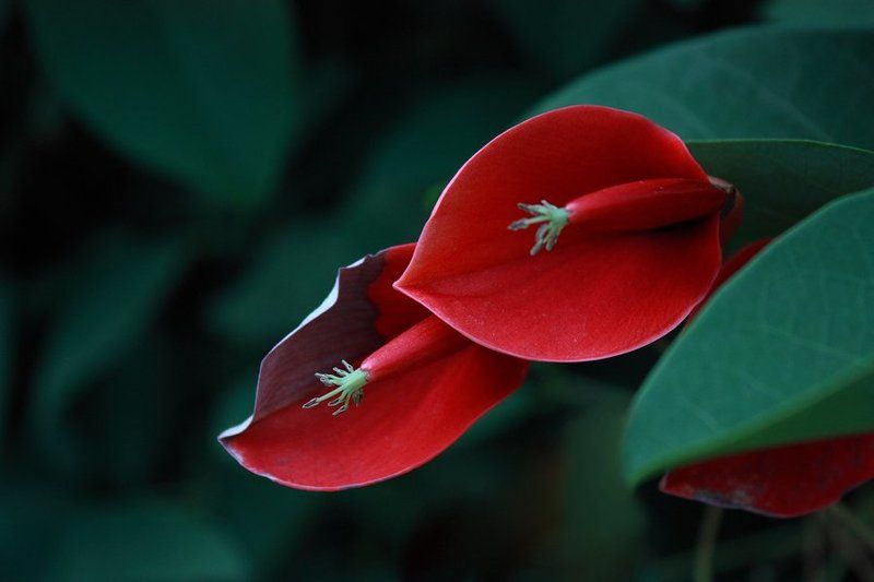 макро прохладно в саду...photo preview