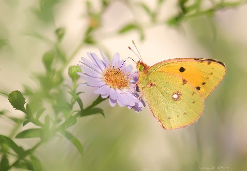 Вспоминая лето...photo preview