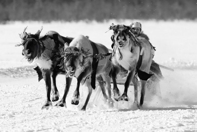 ханты, олени, упряжка, гонки Олениphoto preview