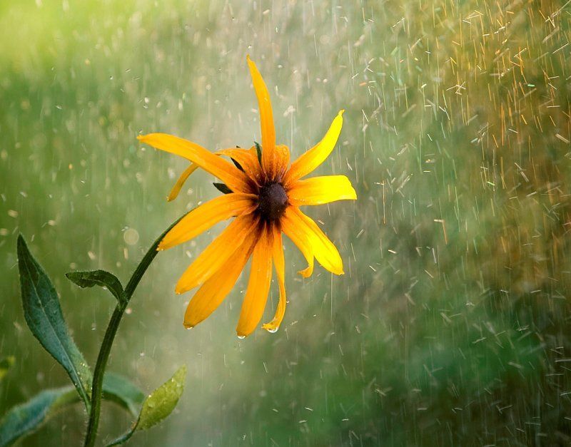 летний душphoto preview