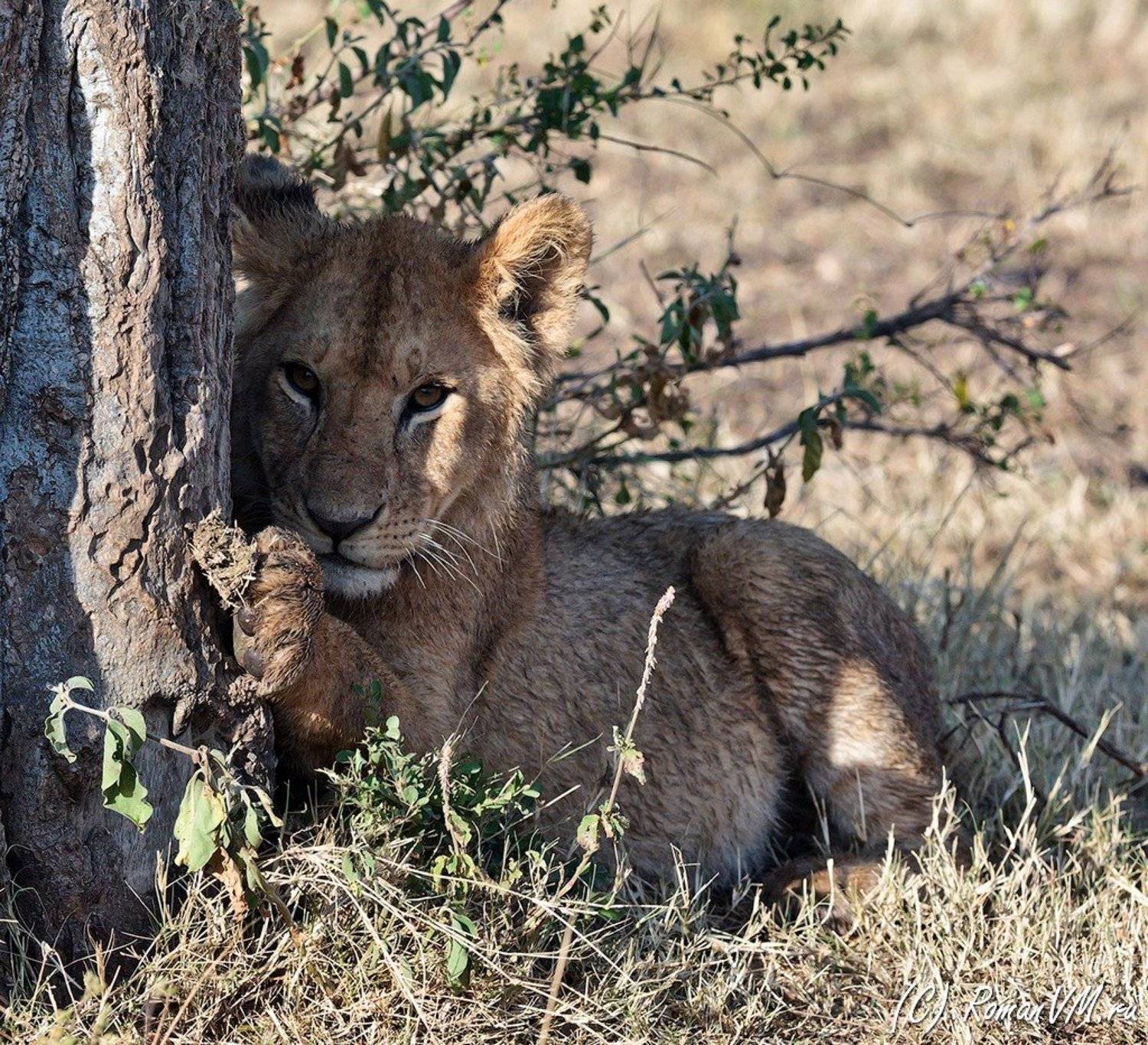 кения, масаи-мара, львенок, Роман Мурушкин