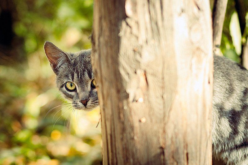 кот, шпион Шпион =)photo preview