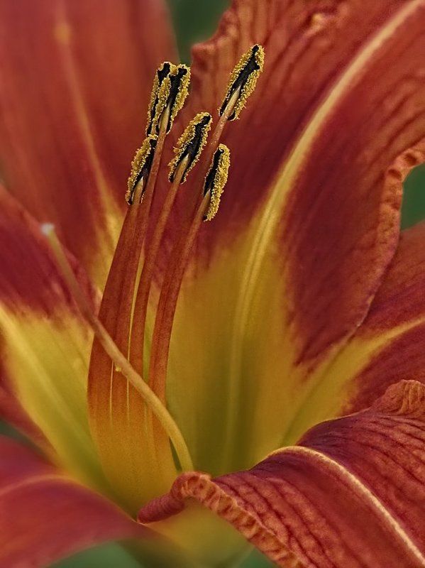 лилии, цветы, флора ...photo preview