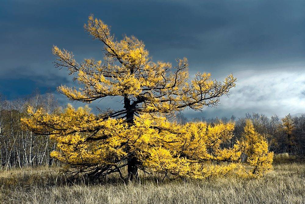 , Качурин Алексей