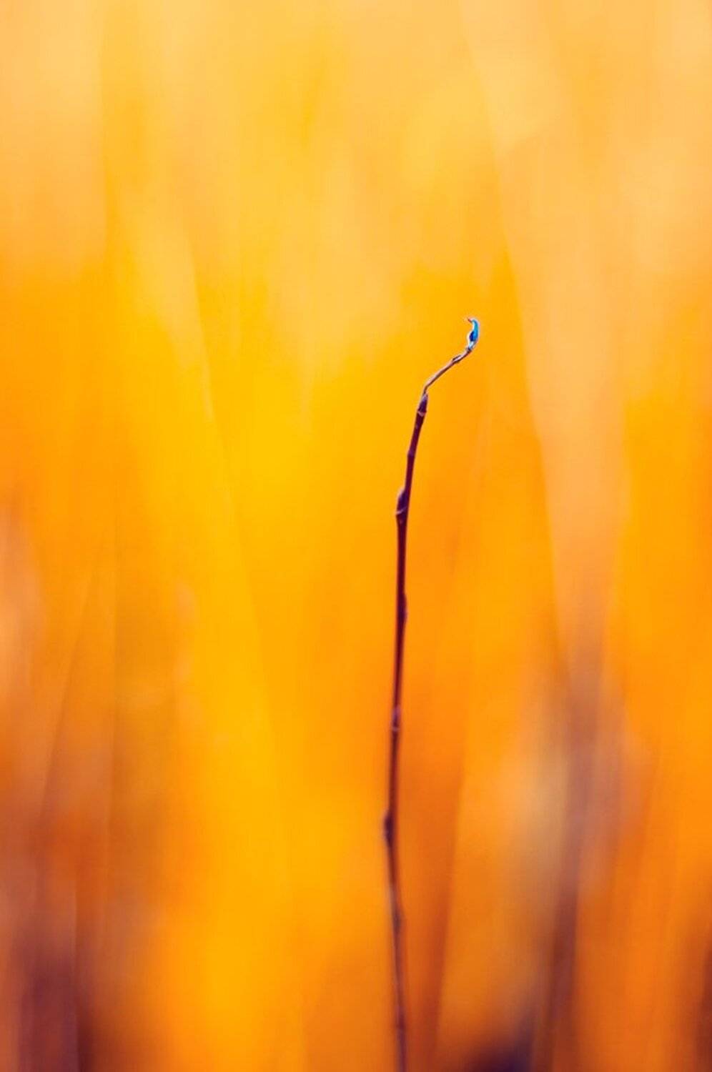 ***. Автор: ehe1 , ehe1