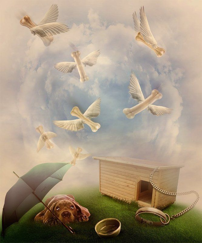 коллаж, обработка, фотошоп Куда приводят мечты...глазами собакиphoto preview