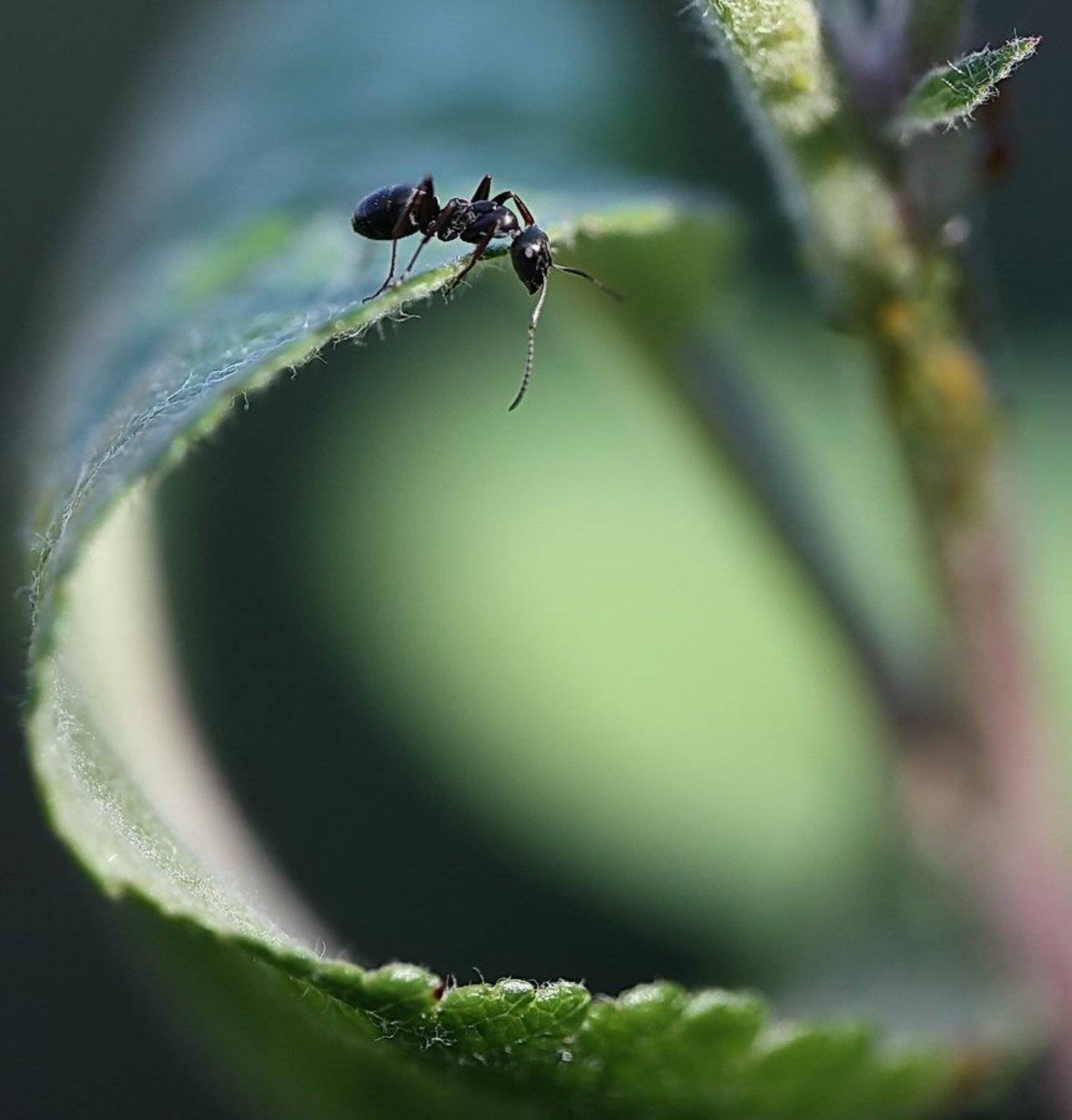 муравей, Игорь