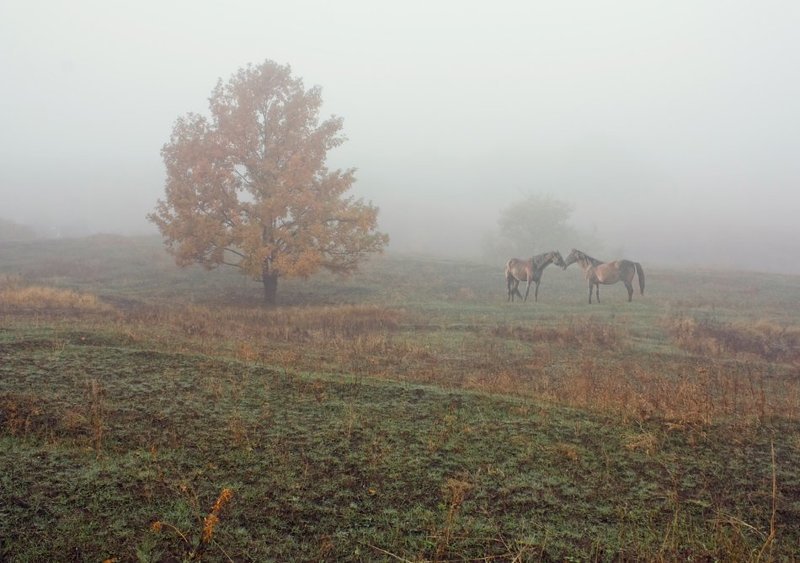 Осенние туманыphoto preview