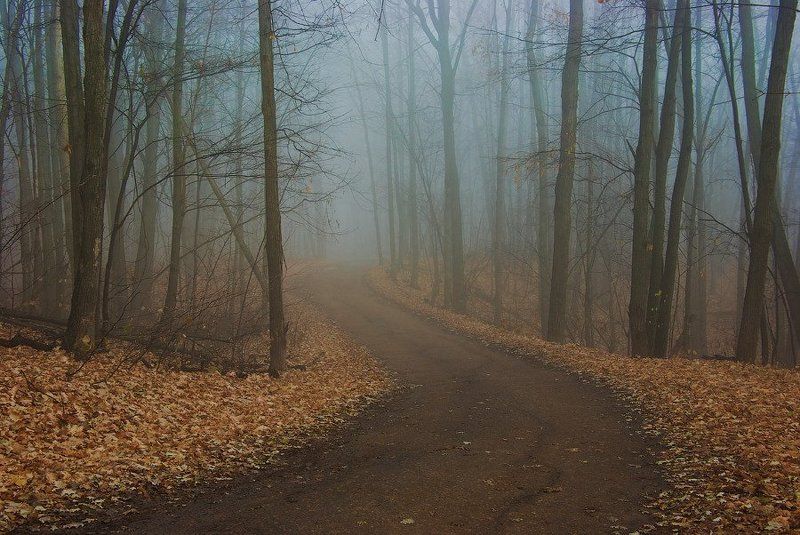 Среди палой листвыphoto preview