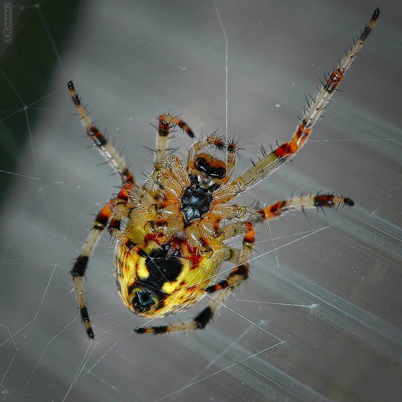 4 «редакторских «да»photo preview