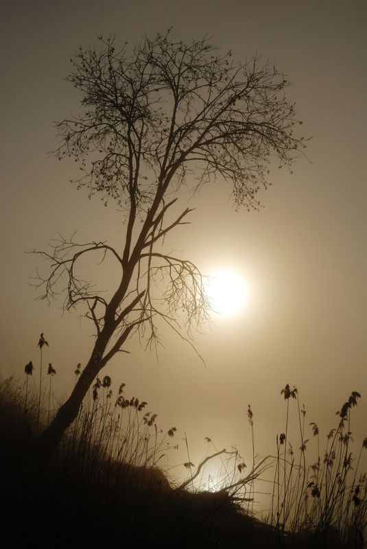 туман Туманное утроphoto preview