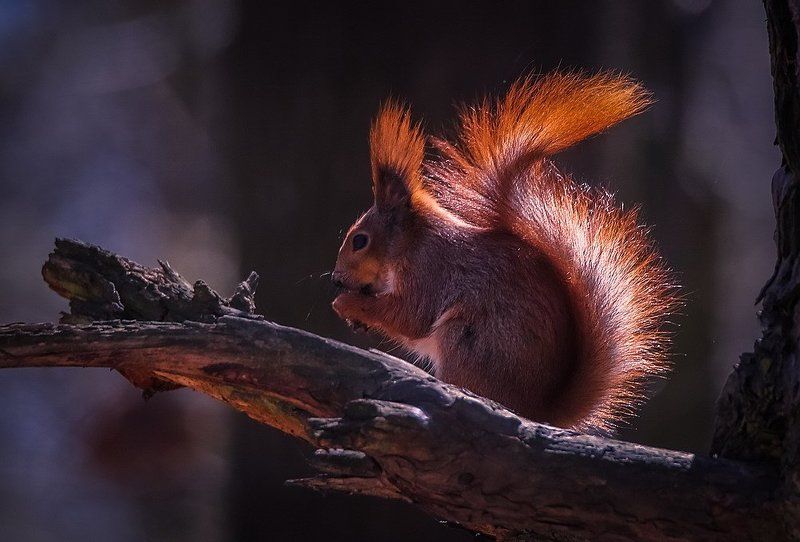Белка песенки поет да орешки все грызет...photo preview