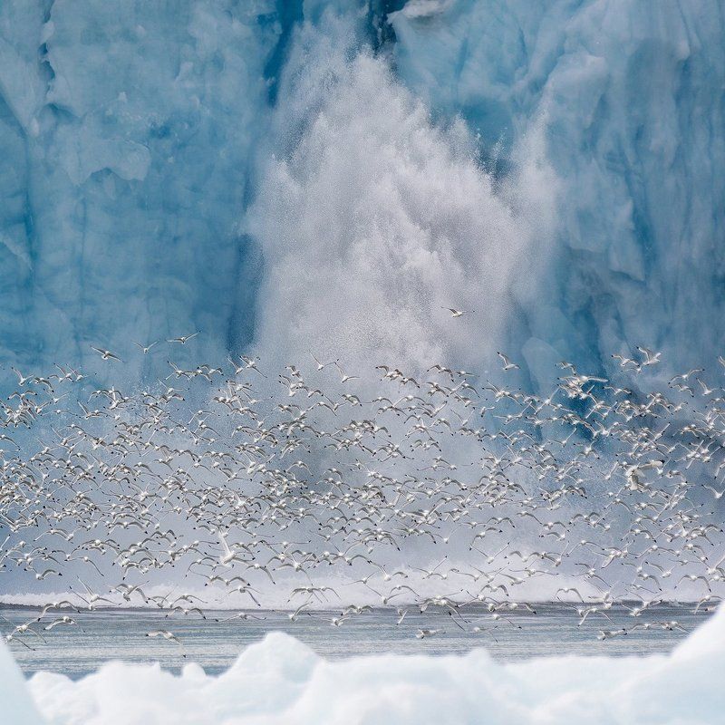 шпицберген, ледник, птицы Откололась льдинаphoto preview