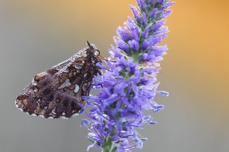 перламутровка малая, boloria dia ***photo preview