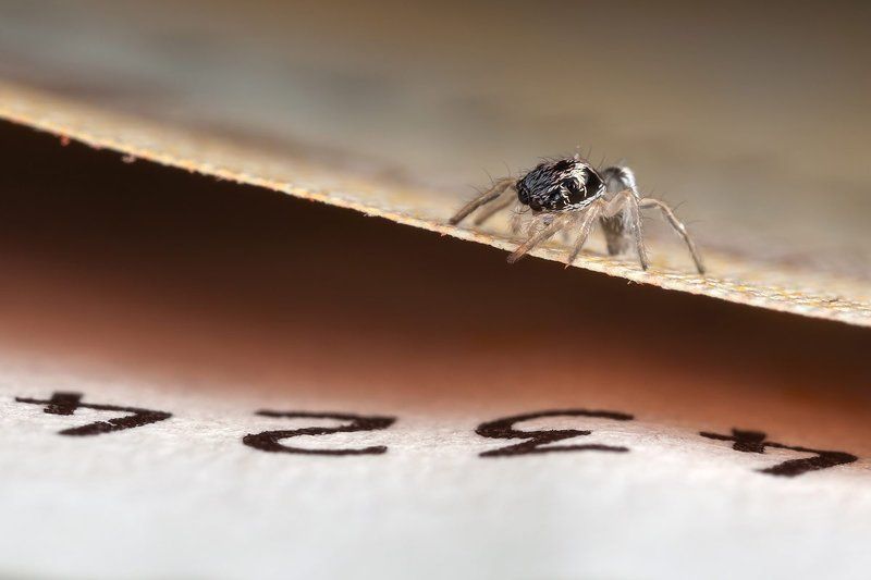 Паук, скакун, евро, банкнот, maкpo, Cчетчик :)photo preview