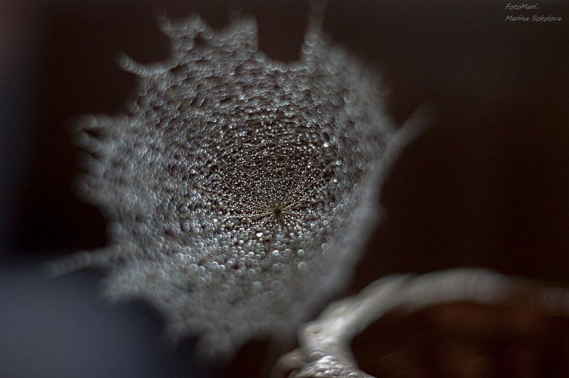 одуванчик,макро,боке, Боке.photo preview