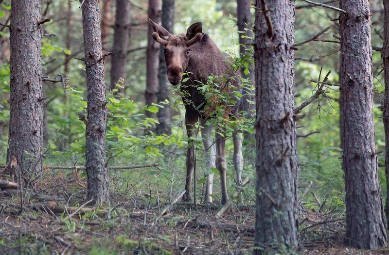 Типаж...photo preview