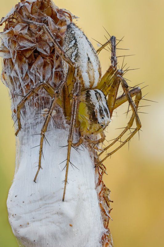 В ожидании потомстваphoto preview